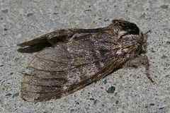 Drymonia basalis