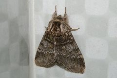 Drymonia basalis
