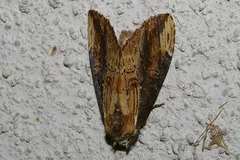 Hexafrenum leucodera