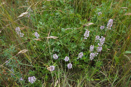 Image of Wild Thyme (Thymus serpyllum) by (c) Patrick Hacker, some rights reserved (CC BY)