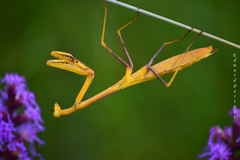 Stagmomantis floridensis