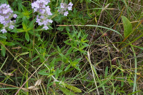 Image of Thymus serpyllum by (c) Patrick Hacker, some rights reserved (CC BY)