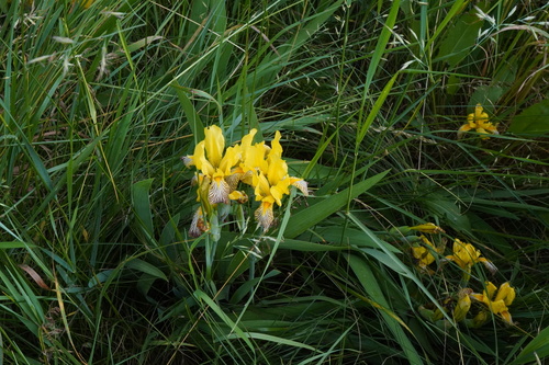 Image of Iris variegata by (c) Patrick Hacker, some rights reserved (CC BY)