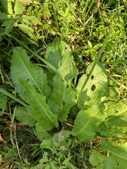 Rumex obtusifolius