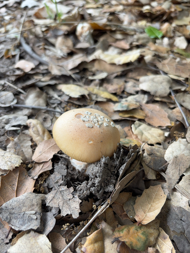 iNaturalist observation photo of springtime amanita