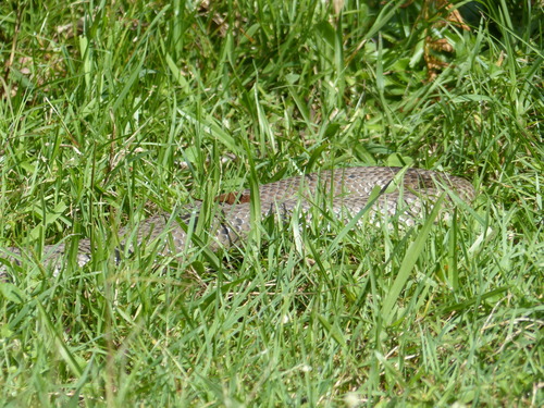 Eastern Brown Snake sighting