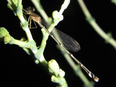 Austroagrion exclamationis