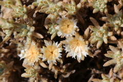 Helichrysum cerastioides