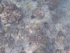 Chaetodon quadrimaculatus