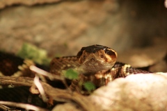 Crotalus molossus nigrescens
