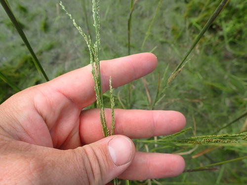 Coleataenia tenera (Beyr. ex Trin.) Soreng