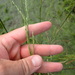 Bluejoint Panicum - Photo (c) Andy Newman, some rights reserved (CC BY-NC), uploaded by Andy Newman