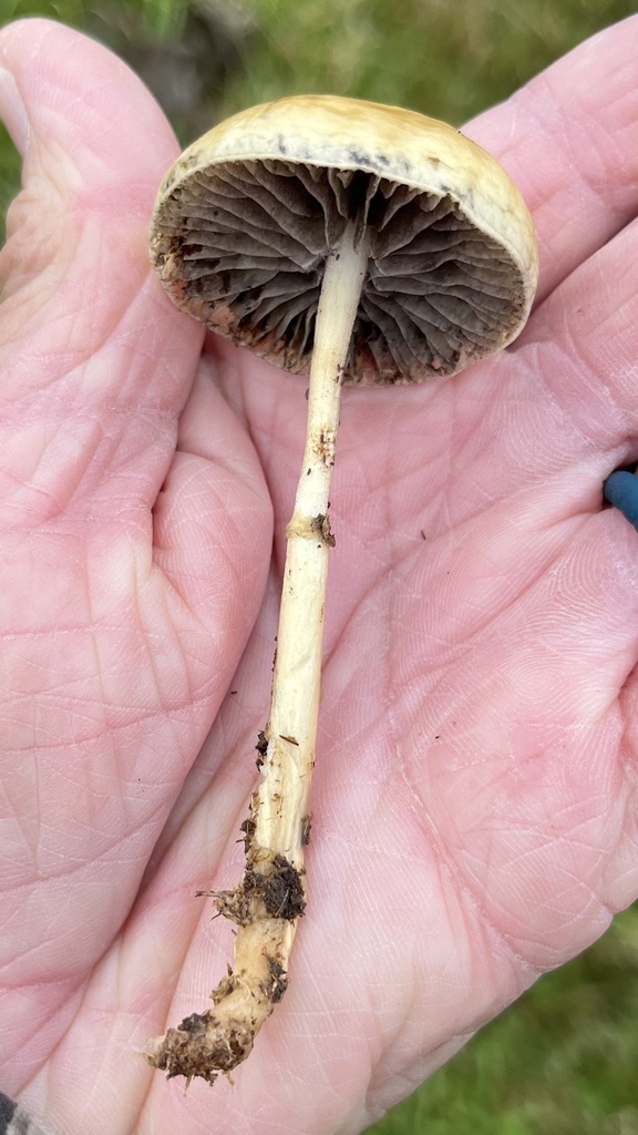 Protostropharia semiglobata · April 2025 · photo: © drnancyjackson (iNaturalist, cc-by-nc)