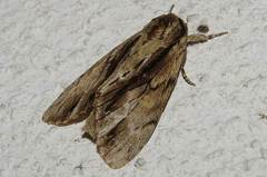 Shaka atrovittatus