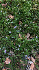 Calluna vulgaris
