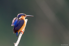 Corythornis vintsioides