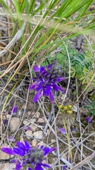 Dalea boliviana, photograph author not stated, no rights reserved