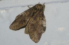 Peridea gigantea