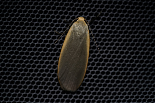 Photo of Dingy Footman (Eilema griseola)