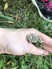 Achillea millefolium