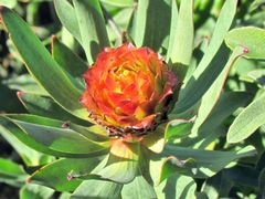 Leucadendron orientale