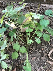 Chelidonium majus