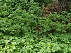 Sciurus vulgaris