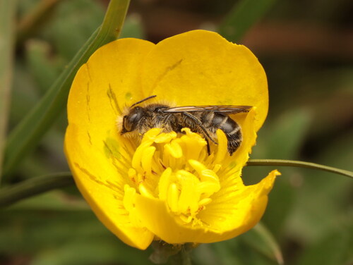 Chelostoma emarginatum