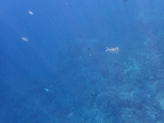 Abudefduf abdominalis