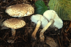 Lepiota carinii