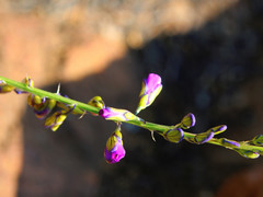 Polygala uncinata