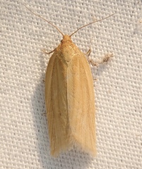 Clepsis clemensiana