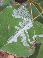 Phyllocnistis labyrinthella