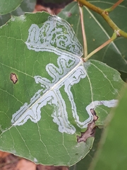 Phyllocnistis labyrinthella