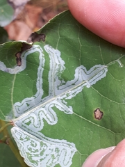 Phyllocnistis labyrinthella