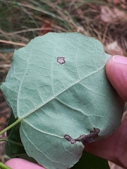 Phyllocnistis labyrinthella