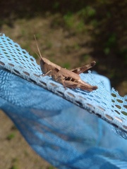 Chloealtis conspersa