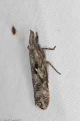 Amycle vernalis