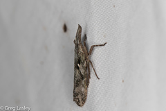 Amycle vernalis