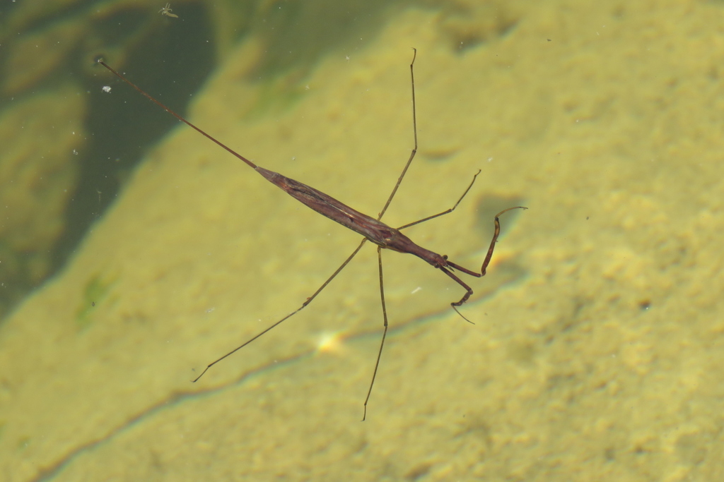 Eurasian Water Stick Insect, photo 1 of 10