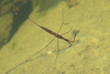 Water Stick Insect - Photo (c) Полина Яковлевна Лихачева, some rights reserved (CC BY-NC), uploaded by Полина Яковлевна Лихачева