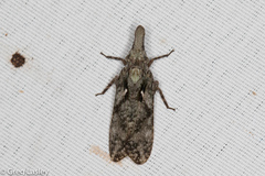 Amycle vernalis