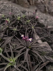 Tillandsia purpurea
