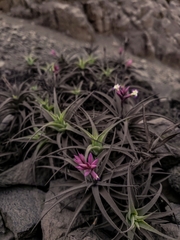 Tillandsia purpurea