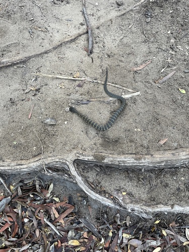 Tiger Snake sighting