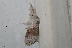 Calliteara pseudabietis