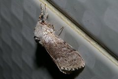 Calliteara pseudabietis