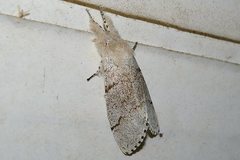 Calliteara pseudabietis