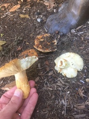 Russula mutabilis