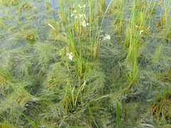 Sagittaria platyphylla